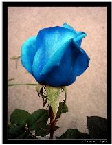 blue rose