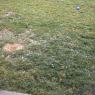 hail in grass