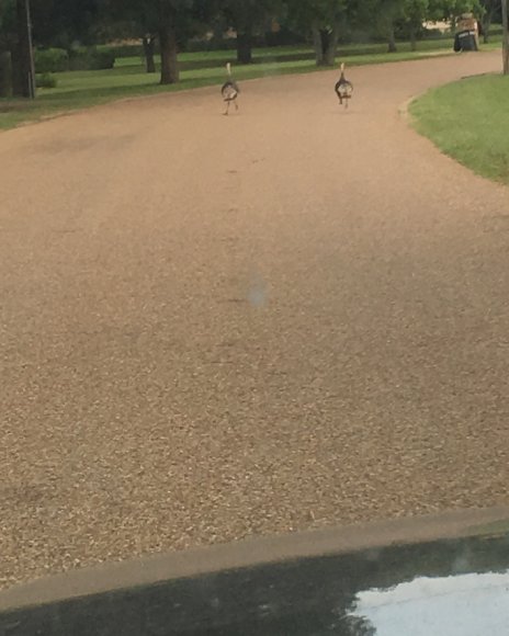 52 ducks on road