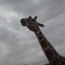 giraffe (2)