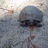 gopher tortoise2
