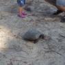 gopher tortoise3