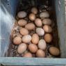 87 eggs
