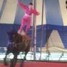 circus (3)