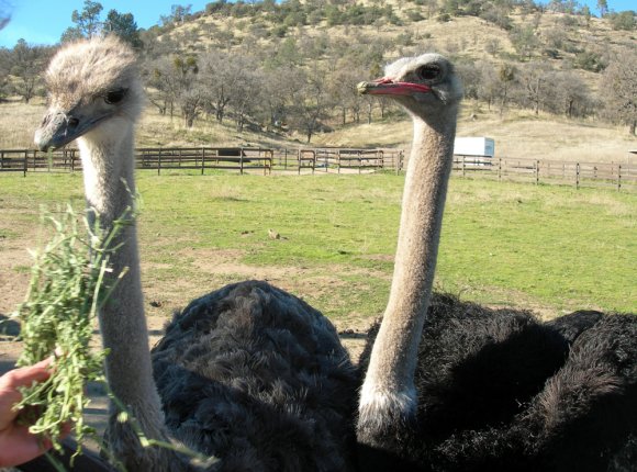 13 ostriches
