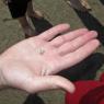 01 sand flea