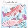 apache trout