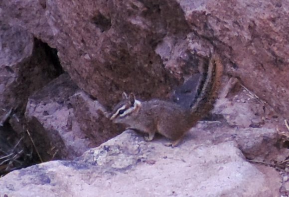 27 rock squirrel2