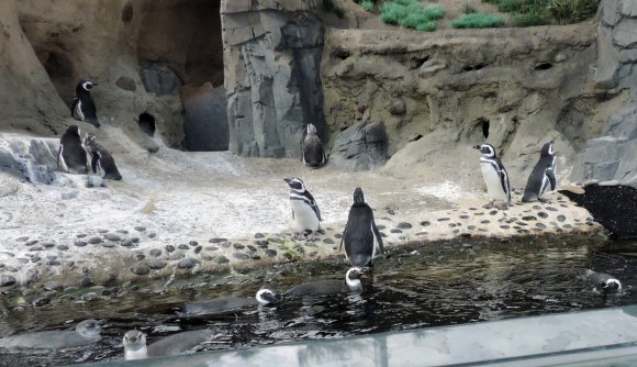29 penguins