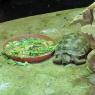 17 tortoise