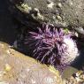 07 urchin2