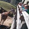 12 giraffe hannah benjamin joel
