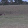 12 kooringa kangaroos run