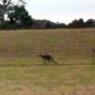 12 kooringa kangaroos4 wild