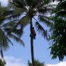 05 climb coconut tree