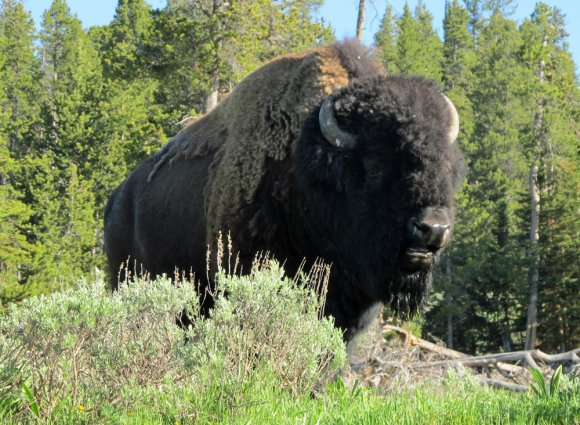 04 bison by canyon area