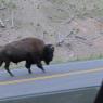 51 bison on road