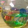 fishbowl art (3)