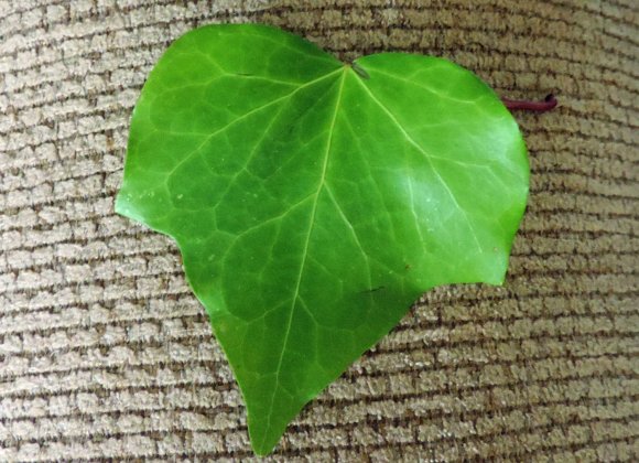 16 heart leaf from hannah