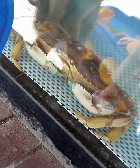 83 crab
