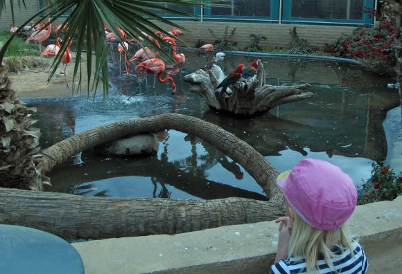 02 hannah flamingoes