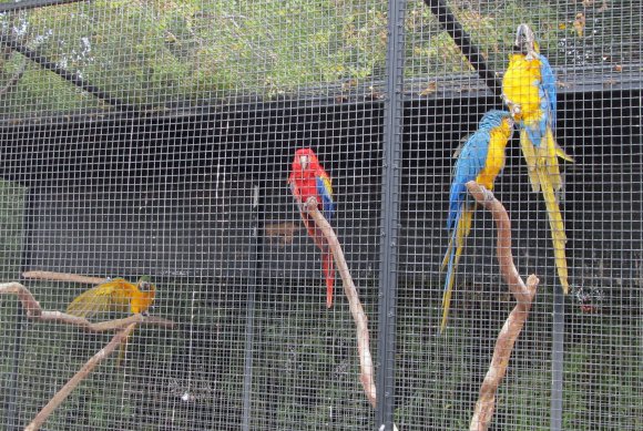 25 macaws