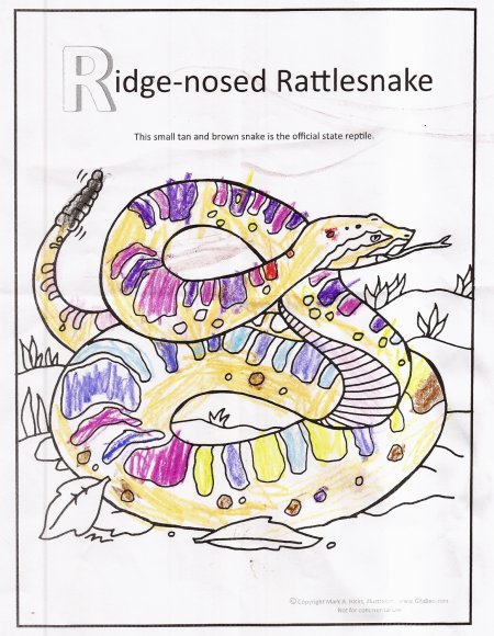 ridged nose rattlesnake