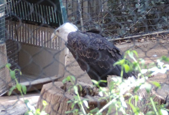 06 bald eagle
