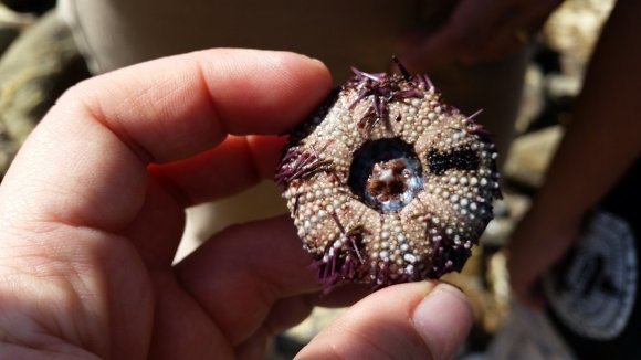 07 urchin (2)