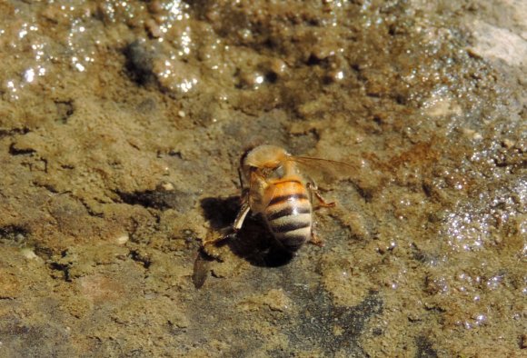 10 bee