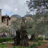 03-21 5Garden of Gethsemane Mount of Olives