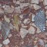chichen_itza_moth