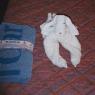 towel_dog