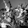 flowers2