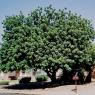 beanTree