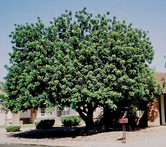beanTree