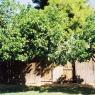 grapefruitTrees