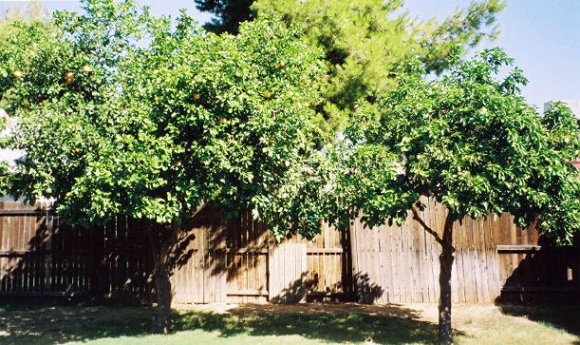 grapefruitTrees