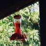 hummingbird