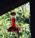 hummingbird