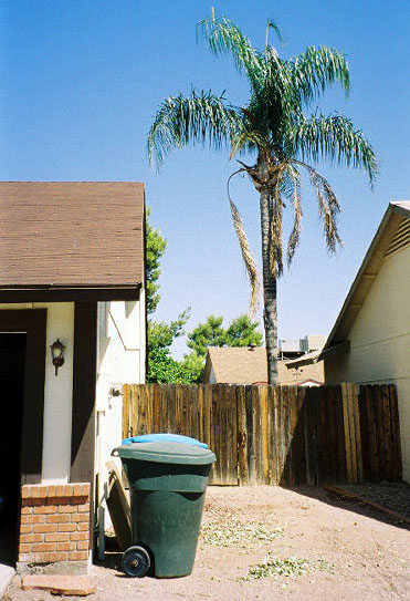 palmTree