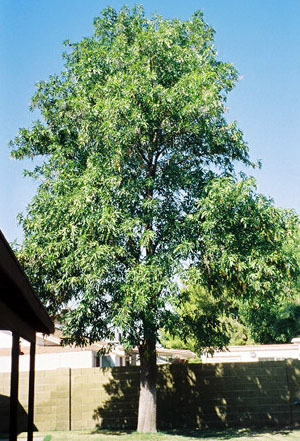 tree