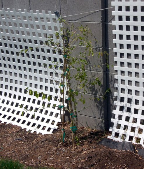 plant_alive2