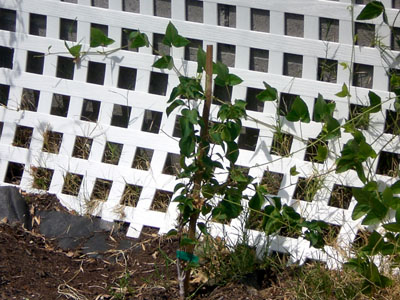 plant_alive3