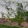 plant_alive