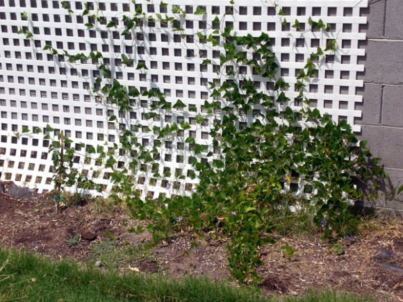 plant_alive