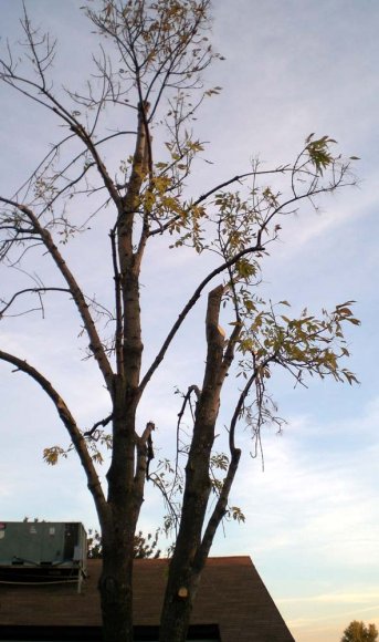 poor tree2