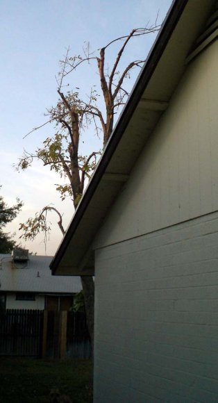 poor tree3