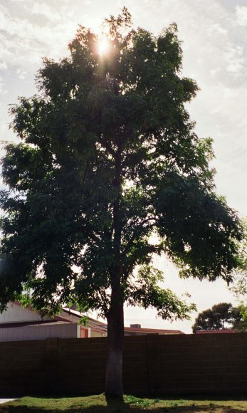 tree3