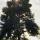 tree3